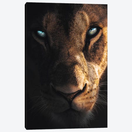 Eye Of The Lion Canvas Print #ZGA116} by Zenja Gammer Canvas Art
