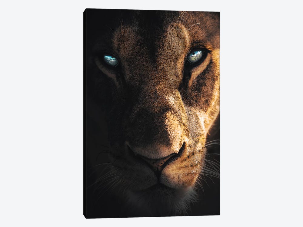 Eye Of The Lion by Zenja Gammer 1-piece Canvas Art Print