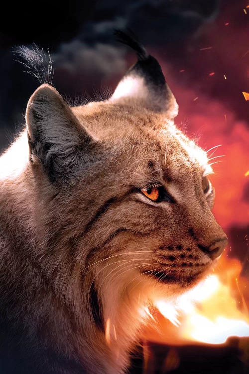 The Lynx And The Fire