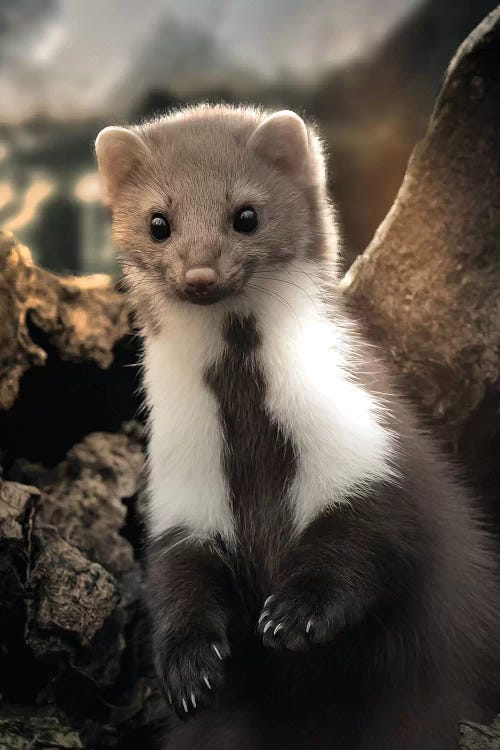 The Cute Weasel by Zenja Gammer wall art