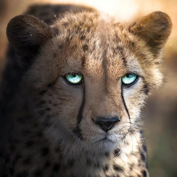 The Blue Eyed Cheetah