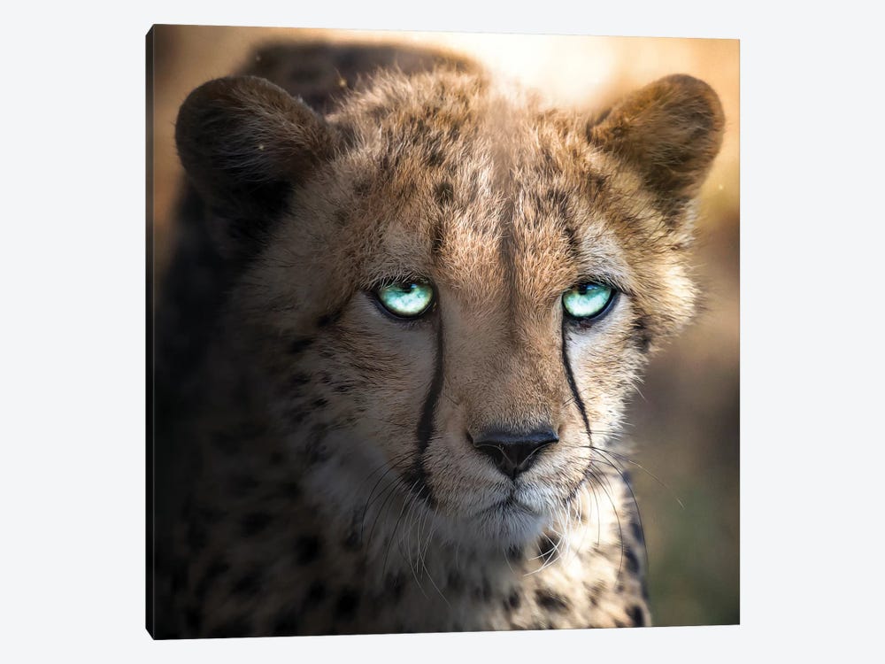 The Blue Eyed Cheetah by Zenja Gammer 1-piece Canvas Print