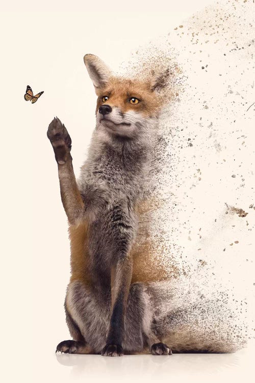 The Dispersion Fox