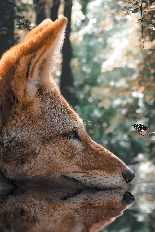 The Fox And The Butterfly