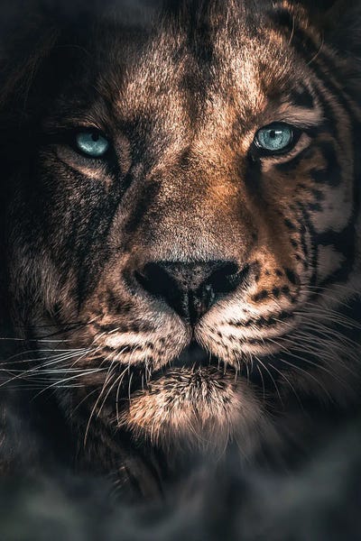 Half A Tiger Half A Lion by Zenja Gammer acrylic art print