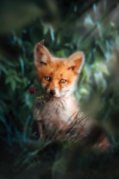 Foxes: The Gentle Fox Cub by Zenja Gammer