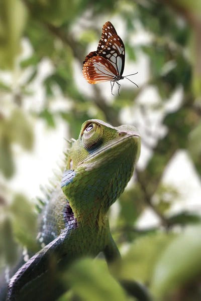 Chameleon & Butterfly by Zenja Gammer acrylic art print