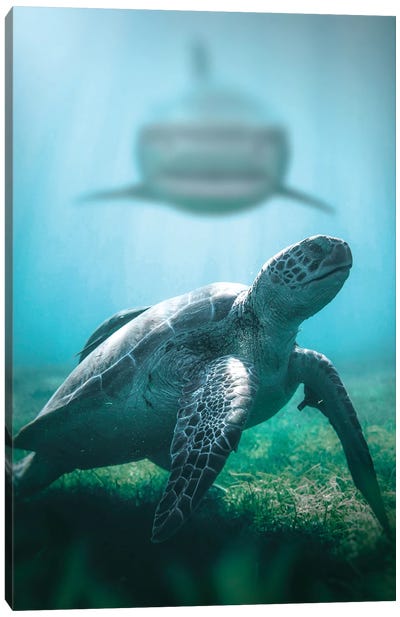Turtle & Shark Canvas Art Print - Turtle Art