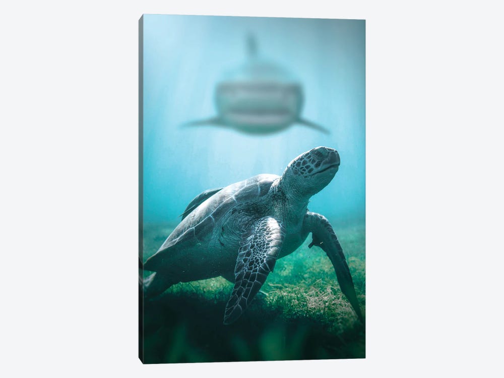 Turtle & Shark 1-piece Canvas Art Print