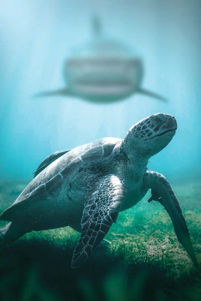 Reptiles & Amphibians: Turtle & Shark by Zenja Gammer