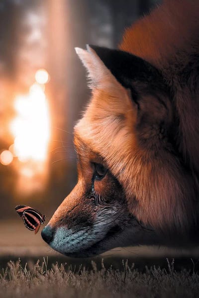 Fox Butterfly by Zenja Gammer canvas print