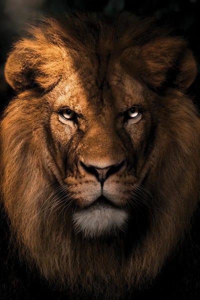 Zodiac: Leo by Zenja Gammer