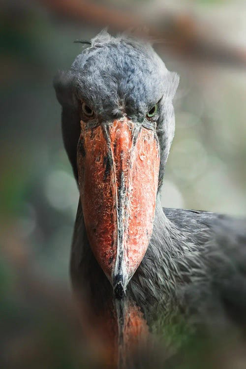 The Shoebill