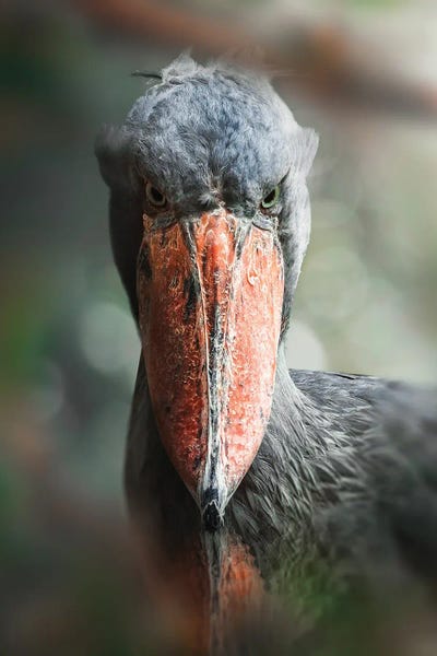 Macro Photography: The Shoebill by Zenja Gammer