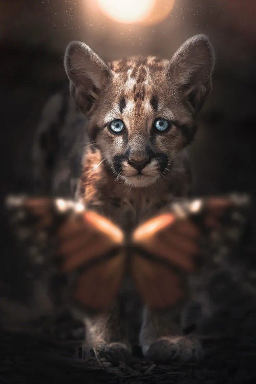 Cub & Butterfly