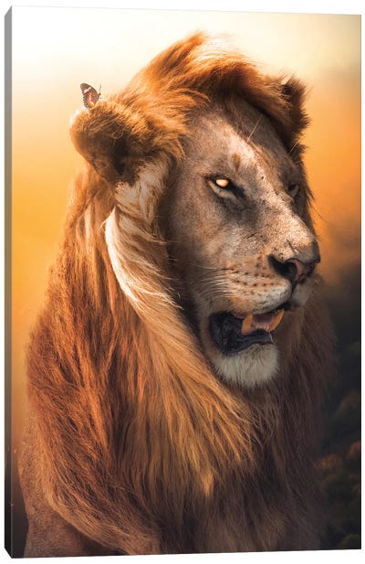 Lion Pride Canvas Art Print - Zenja Gammer