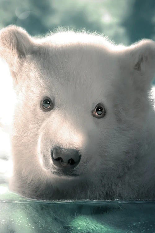 Polar Bear Cub