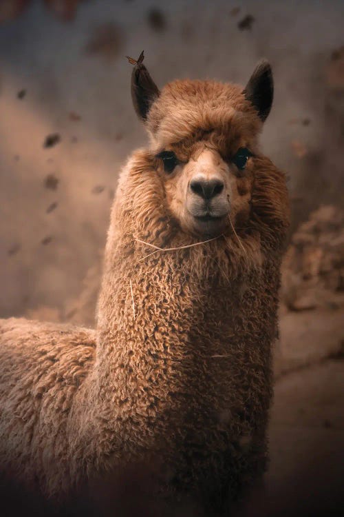 The Alpaca