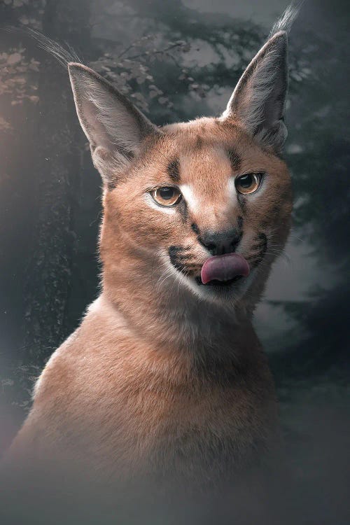 The Caracal