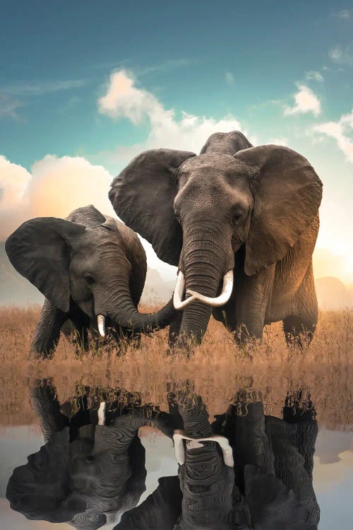 Elephant Love by Zenja Gammer wall art