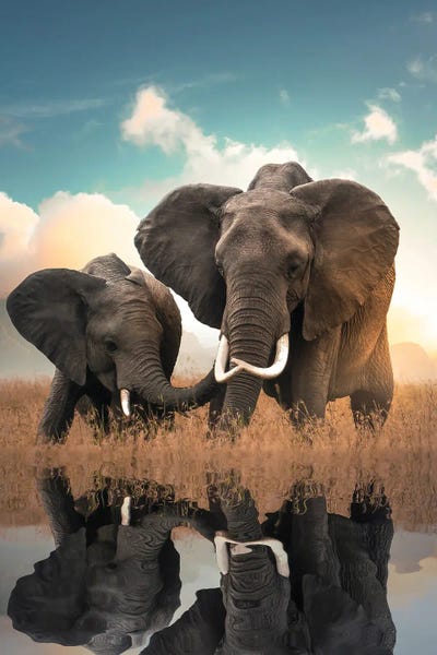 Elephants: Elephant Love by Zenja Gammer