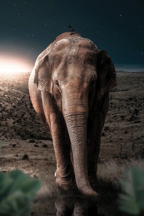 Midnight Elephant