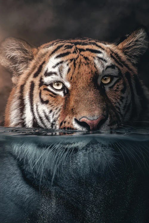 Underwater Tiger