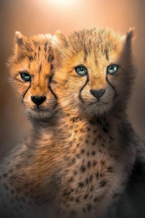 Cheetah Cubs