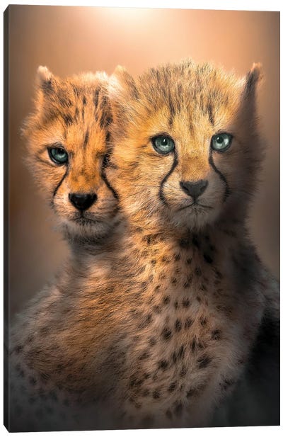 Cheetah Cubs Canvas Art Print - Zenja Gammer