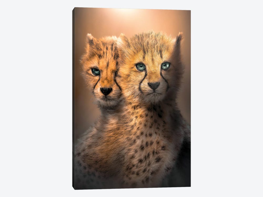 Cheetah Cubs by Zenja Gammer 1-piece Canvas Artwork
