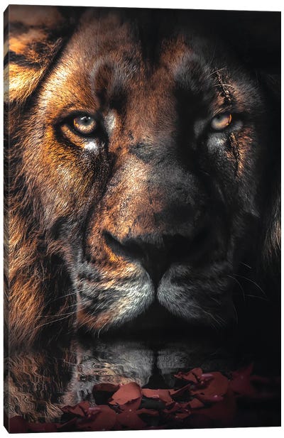 Lion Scar Canvas Art Print - Zenja Gammer