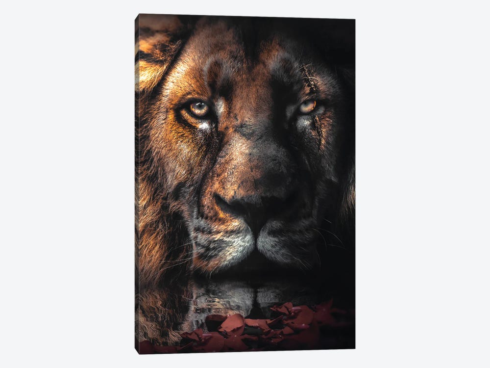 Lion Scar by Zenja Gammer 1-piece Canvas Art Print