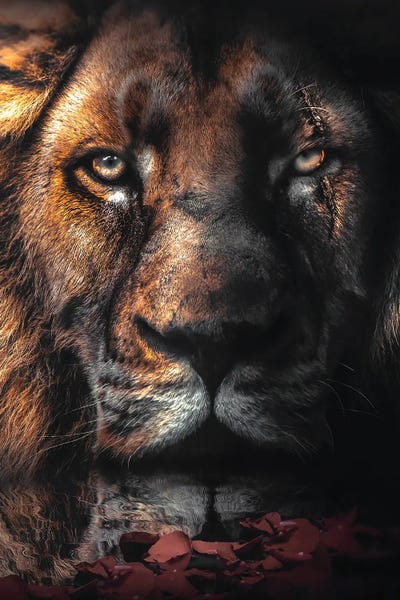 Lions: Lion Scar by Zenja Gammer