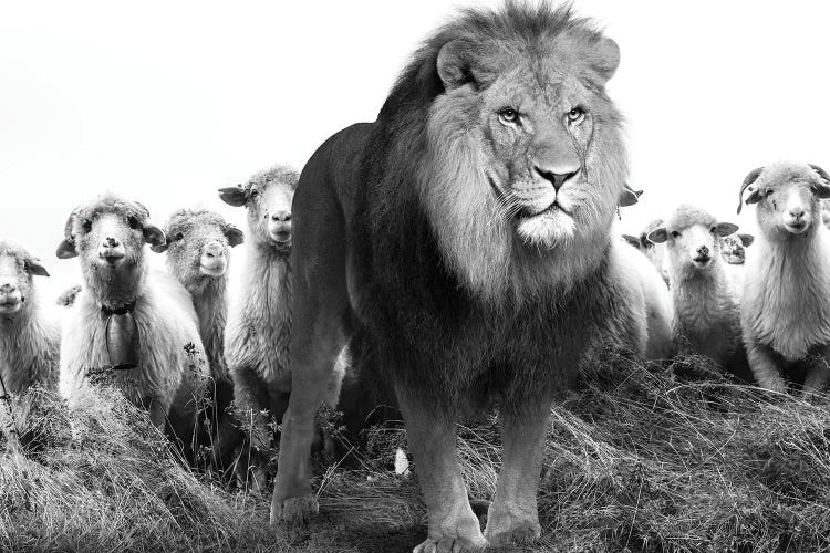 Lion Among Sheep