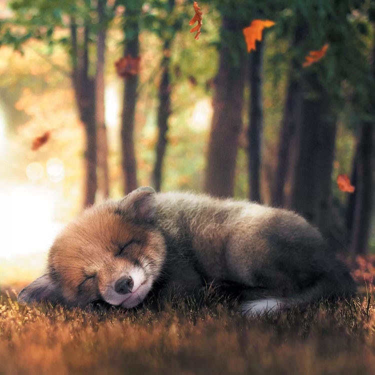 Fox Cub Sleeping by Zenja Gammer wall art