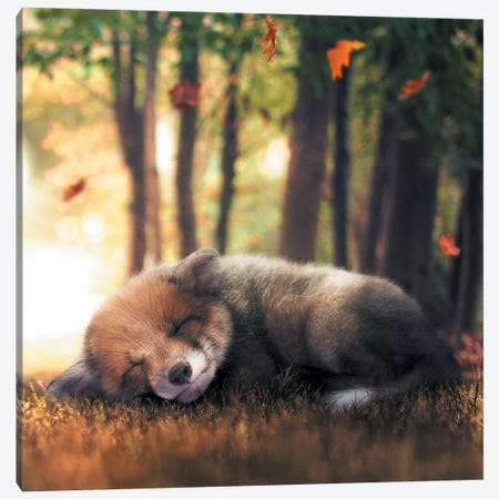 Fox Cub Sleeping Canvas Print #ZGA19} by Zenja Gammer Canvas Art Print