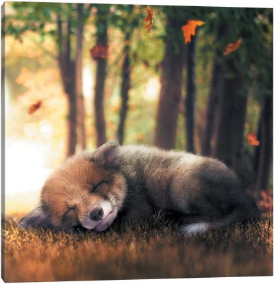 Fox Cub Sleeping Canvas Art Print - Sleeping & Napping Art