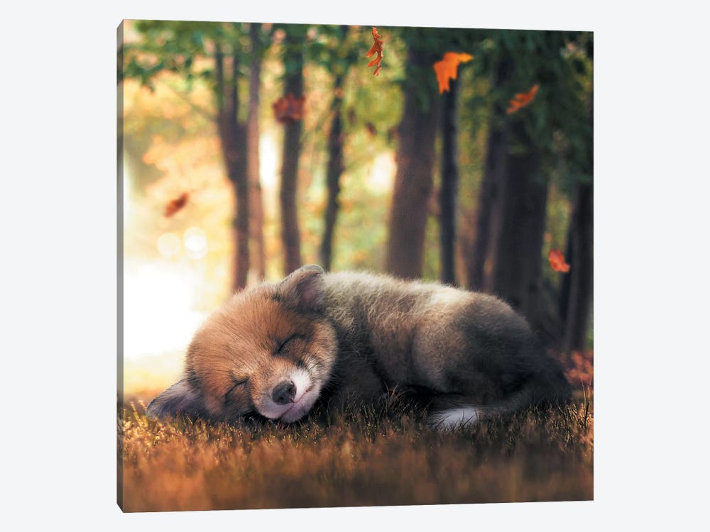 Fox Cub Sleeping by Zenja Gammer 1-piece Canvas Art Print