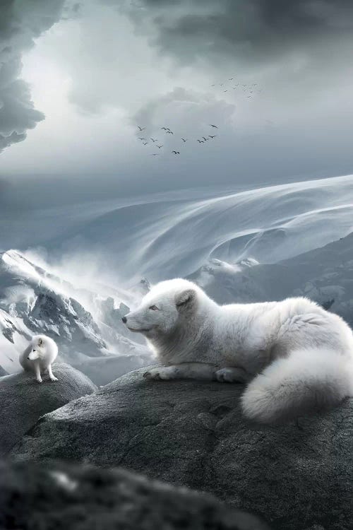 Arctic Foxes