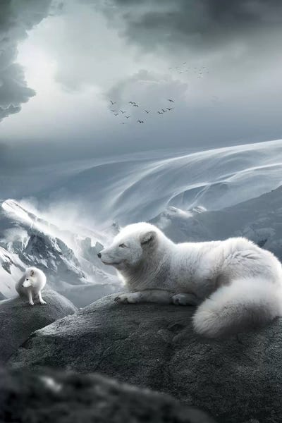 Foxes: Arctic Foxes by Zenja Gammer