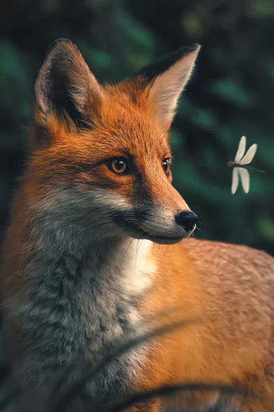 Fox Dragonfly by Zenja Gammer acrylic art print