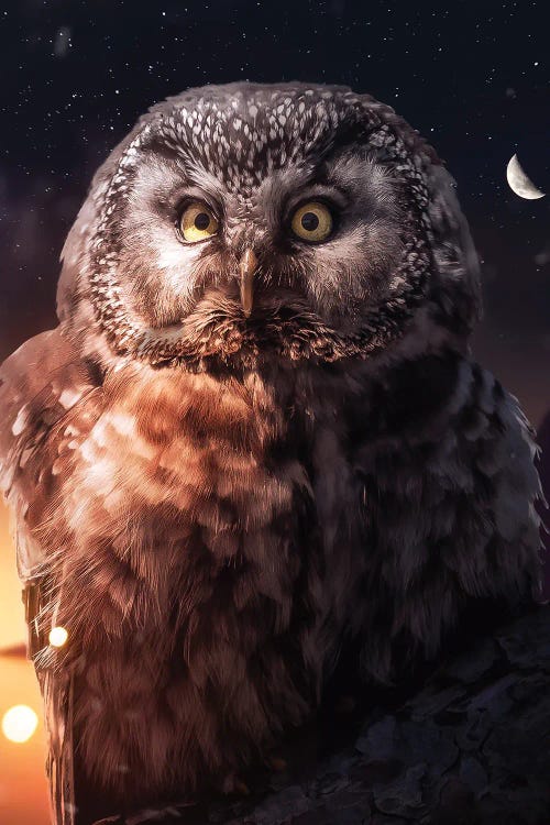 Night Owl