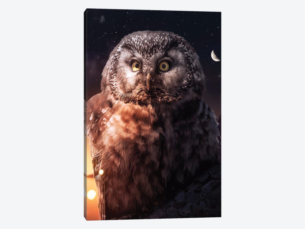 Night Owl by Zenja Gammer 1-piece Canvas Print
