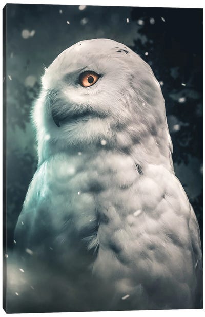 Snowy Owl Canvas Art Print - Zenja Gammer