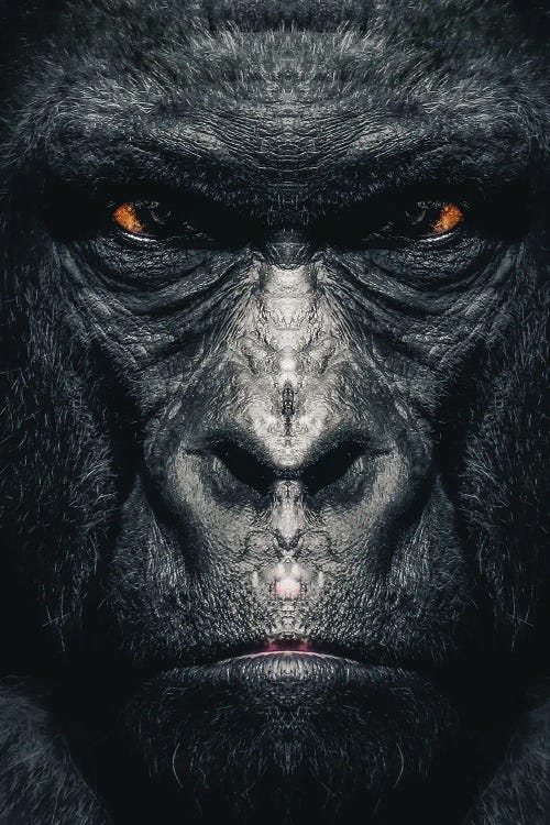 Gorilla by Zenja Gammer wall art