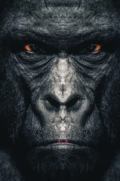 Gorillas: Gorilla by Zenja Gammer