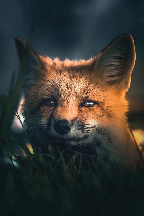 Urban Fox