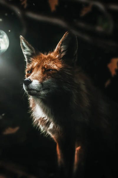 Foxes: Shady Fox by Zenja Gammer