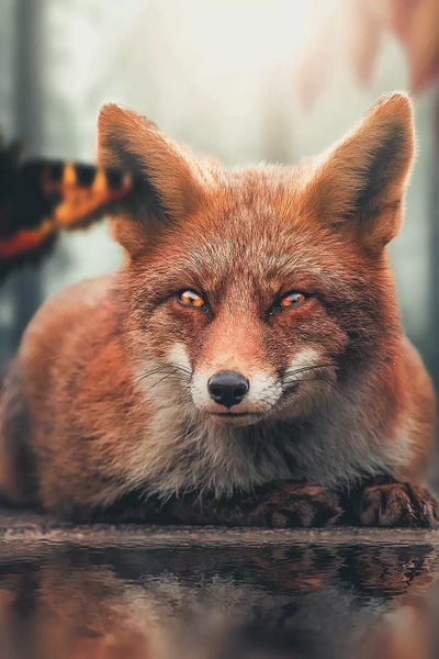 Foxes: Fox Reflection Butterfly by Zenja Gammer