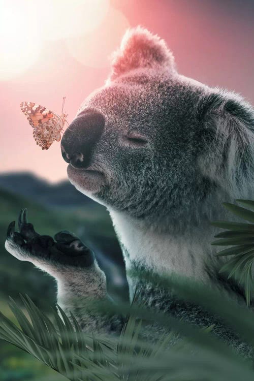 Koala Butterfly by Zenja Gammer wall art